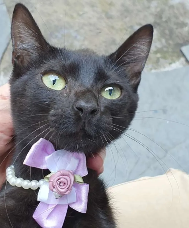 Gato ra a SRD idade 2 a 6 meses nome RITINHA BLACK