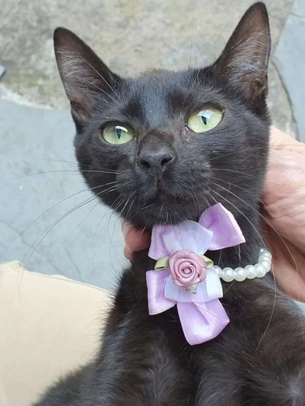 Gato ra a SRD idade 2 a 6 meses nome RITINHA BLACK