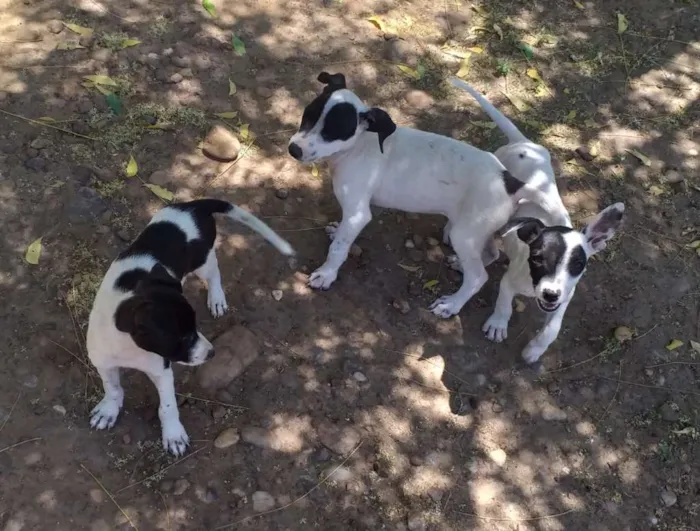 Cachorro ra a SRD idade 2 a 6 meses nome Três mosqueteiros