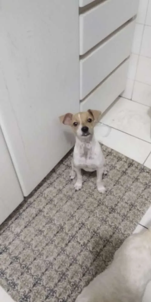 Cachorro ra a SRD idade 2 a 6 meses nome Pipoca