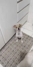 Pipoca