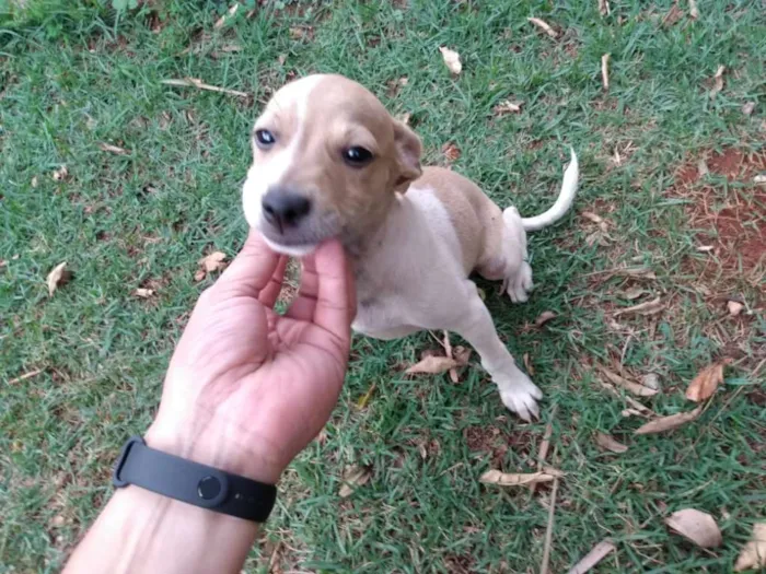 Cachorro ra a SRD idade 2 a 6 meses nome Pipoca