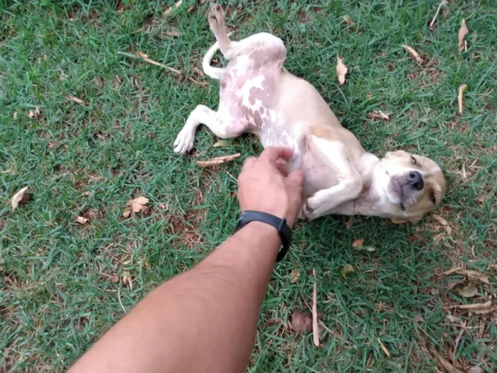 Cachorro ra a SRD idade 2 a 6 meses nome Pipoca