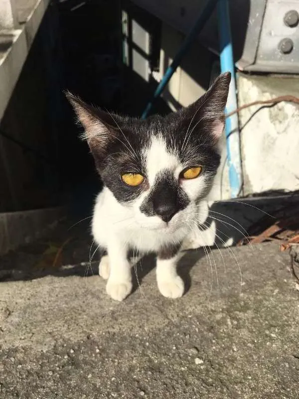 Gato ra a sem raça definida idade 1 ano nome Sem nome