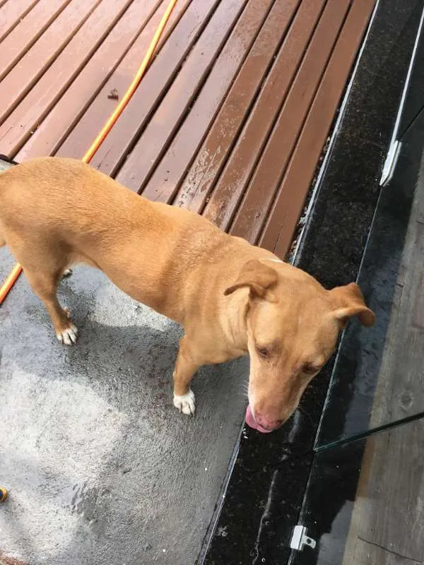 Cachorro ra a Não sei idade 2 anos nome Não sei