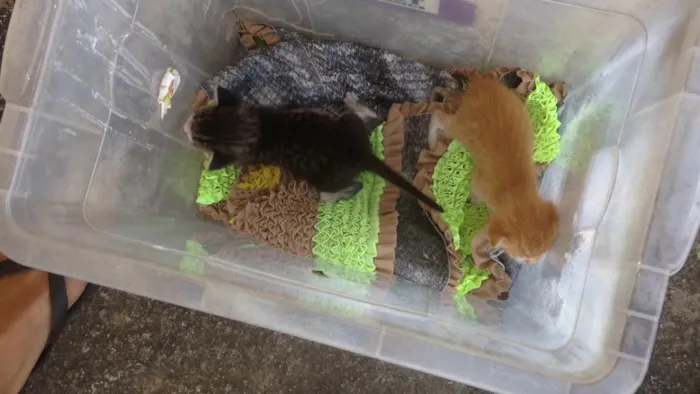 Gato raça  idade Abaixo de 2 meses nome Sem nome 