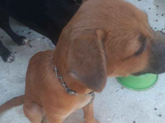 Cachorro raça Vira-lata com chow chow idade 2 a 6 meses nome Florzinha