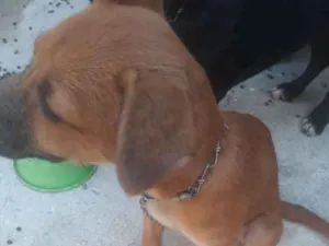 Cachorro raça Vira-lata com chow chow idade 2 a 6 meses nome Florzinha