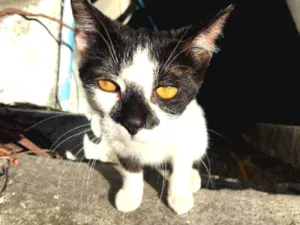 Gato raça sem raça definida idade 1 ano nome Sem nome