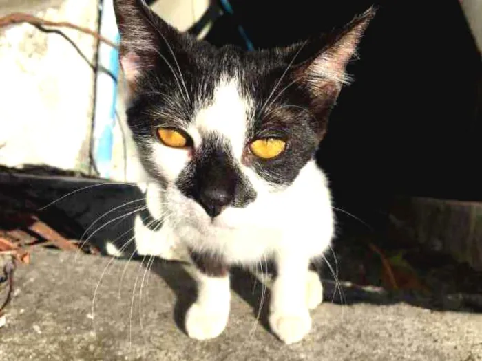 Gato ra a sem raça definida idade 1 ano nome Sem nome