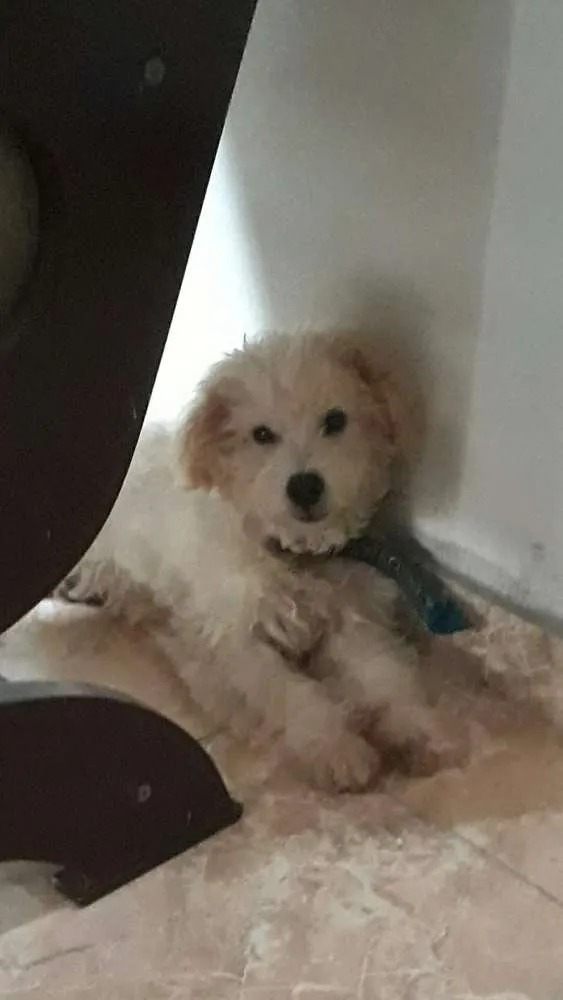 Cachorro raça Puldo idade 1 ano nome Wily