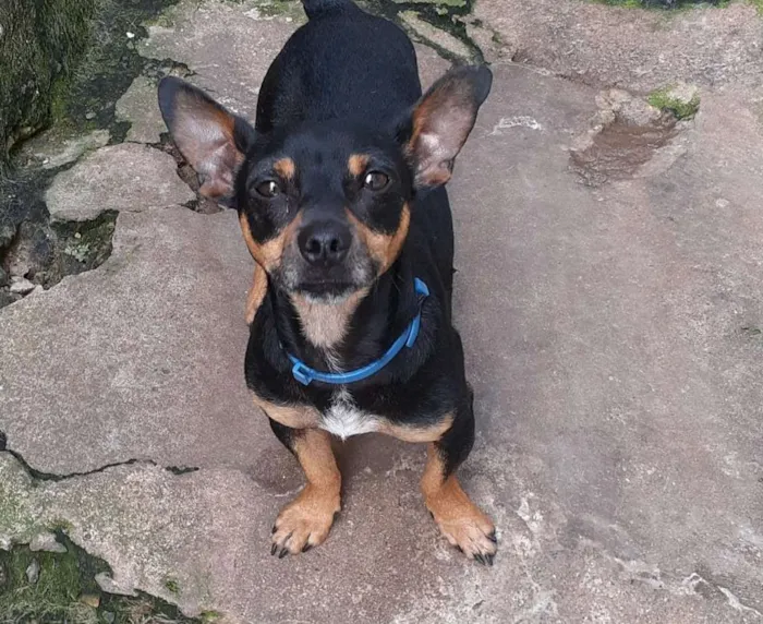 Cachorro raça vira lata  idade 1 ano nome sem nome