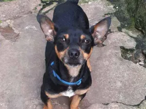 Cachorro raça vira lata  idade 1 ano nome sem nome