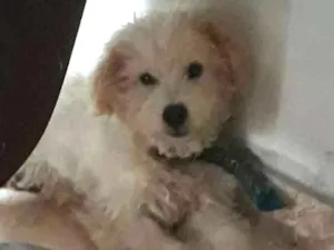 Cachorro raça Puldo idade 1 ano nome Wily