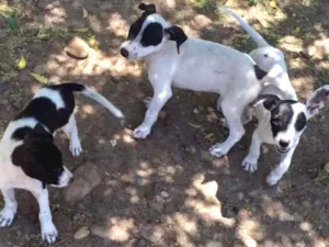 Cachorro raça SRD idade 2 a 6 meses nome Três mosqueteiros