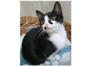 Gato raça SRD idade 2 a 6 meses nome EUGÊNIA FRAJOLA