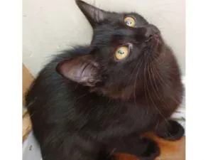Gato raça SRD idade 2 a 6 meses nome VERINHA BLACK