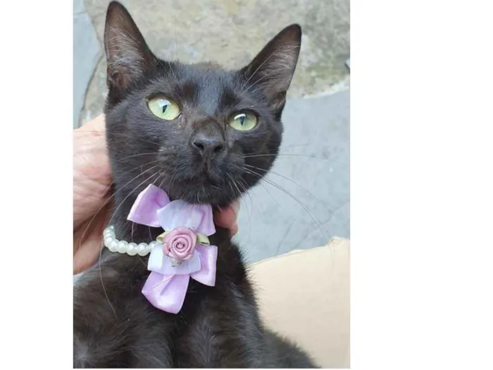 Gato ra a SRD idade 2 a 6 meses nome RITINHA BLACK