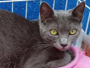 Gato raça SRD idade 1 ano nome VERIDIANA BLUE