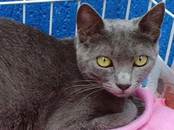 Gato raça SRD idade 1 ano nome VERIDIANA BLUE