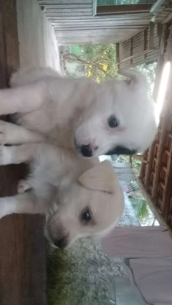 Cachorro raça Sem raça idade Abaixo de 2 meses nome Naõ tem nome