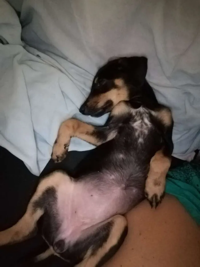 Cachorro ra a SRD idade 2 a 6 meses nome Docinho