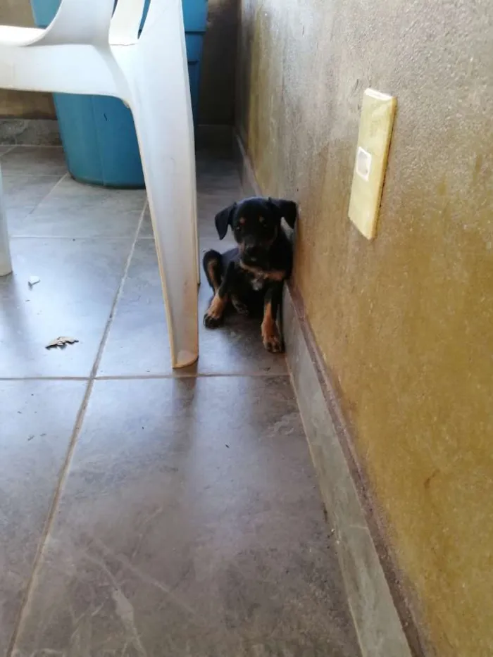 Cachorro ra a SRD idade 2 a 6 meses nome Docinho