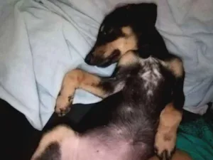 Cachorro raça SRD idade 2 a 6 meses nome Docinho