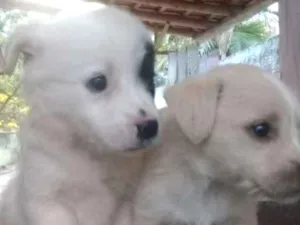 Cachorro raça Sem raça idade Abaixo de 2 meses nome Naõ tem nome
