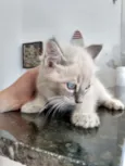 Frida