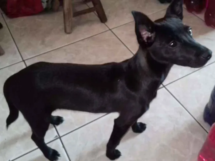 Cachorro raça "Vira lata: idade 2 a 6 meses nome Sem none