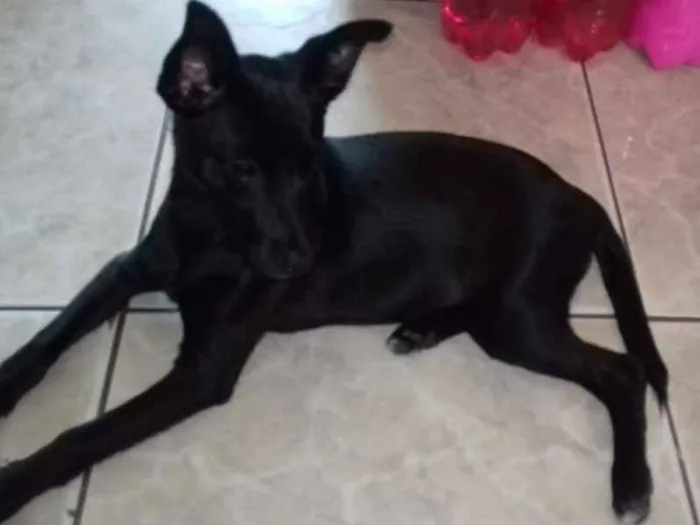 Cachorro raça "Vira lata: idade 2 a 6 meses nome Sem none