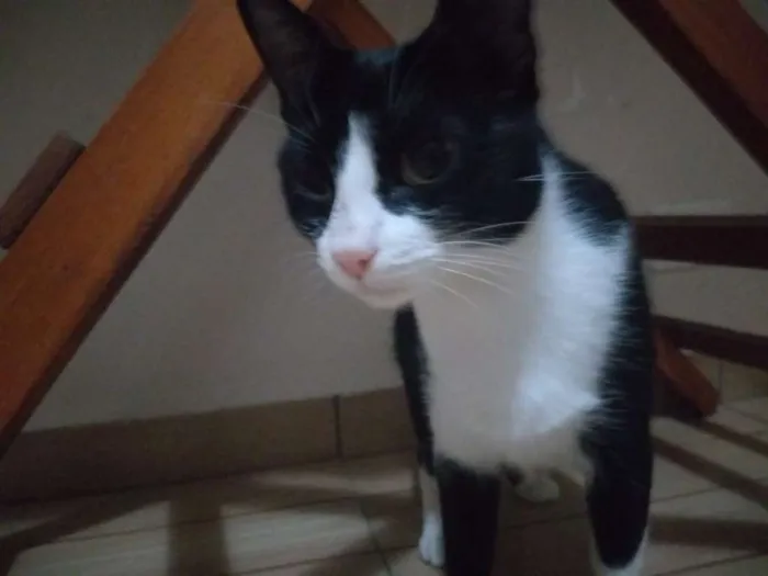 Gato ra a SRD idade 1 ano nome Yoko