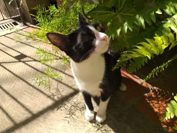 Gato ra a SRD idade 1 ano nome Yoko