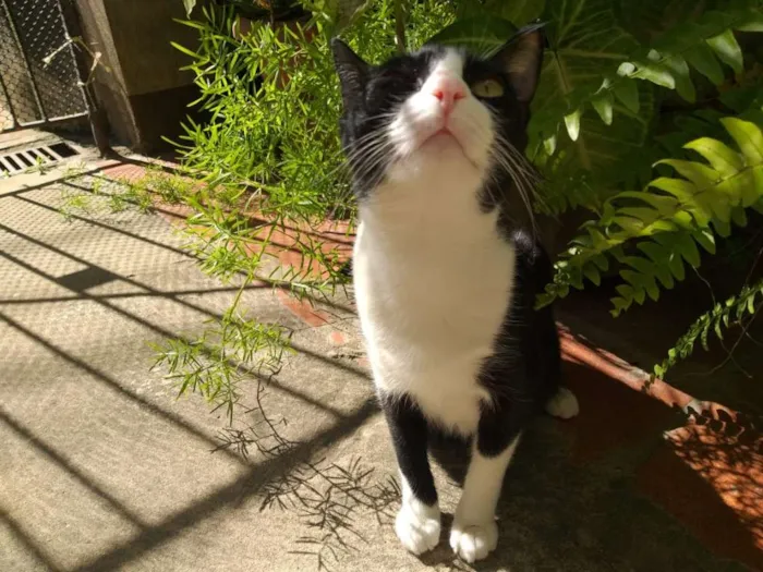 Gato ra a SRD idade 1 ano nome Yoko