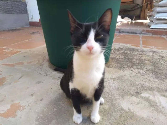 Gato ra a SRD idade 1 ano nome Yoko