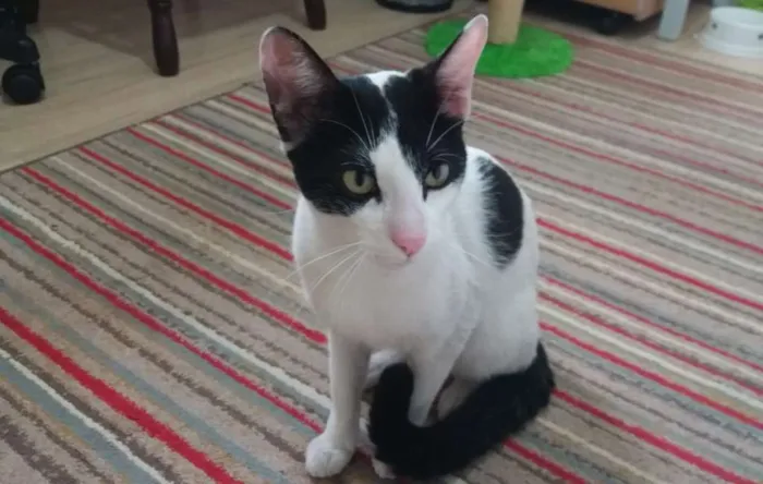 Gato ra a SRD idade 2 anos nome Spock