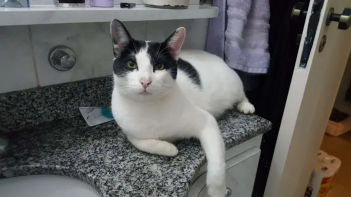 Gato ra a SRD idade 2 anos nome Spock