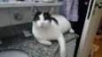 Spock
