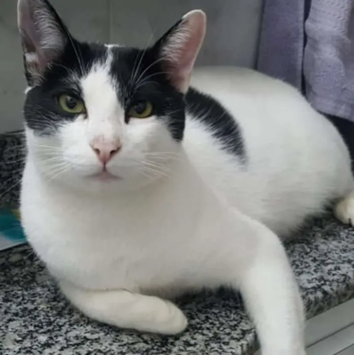 Gato ra a SRD idade 2 anos nome Spock