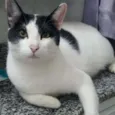 Spock