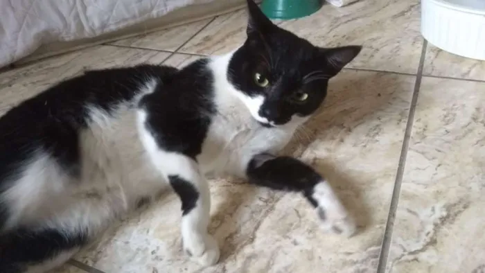 Gato ra a SRD idade 1 ano nome Arthur