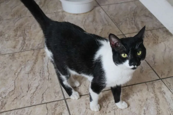 Gato ra a SRD idade 1 ano nome Arthur
