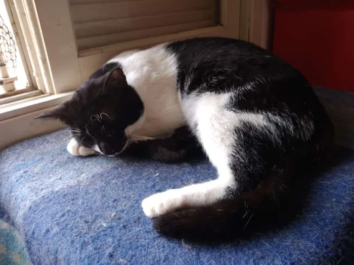 Gato ra a SRD idade 1 ano nome Arthur