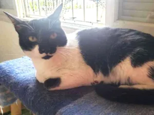 Gato raça SRD idade 1 ano nome Arthur