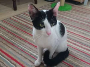 Gato raça SRD idade 2 anos nome Spock