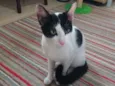 Spock