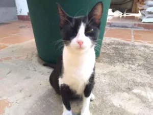 Gato raça SRD idade 1 ano nome Yoko