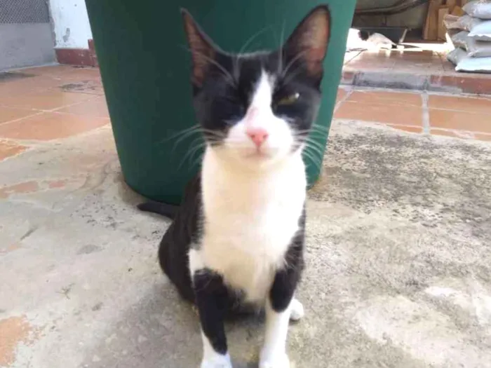 Gato ra a SRD idade 1 ano nome Yoko