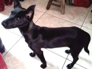 Cachorro raça "Vira lata: idade 2 a 6 meses nome Sem none